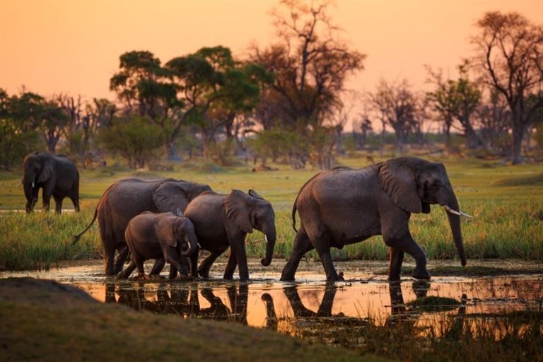Safari am Okavango @Radek  /adobestock